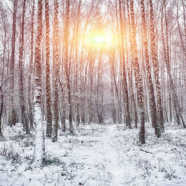 Winter landscape - Sunset in the birch grove. Golden sunlight among white trunks of birch trees