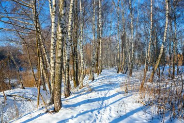 Huş ağacı orman manzara donmuş. Frost'un üzerinde huş ağaçları ile erken kış manzarası.