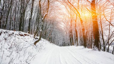 Sessizlik ormandaki bir kış yolda. Bol karlı kış zamanında