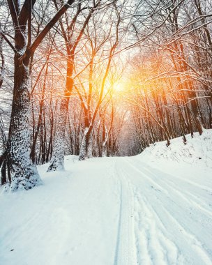 Sessizlik ormandaki bir kış yolda. Bol karlı kış zamanında