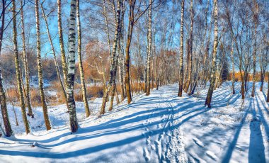 Günbatımı huş Grove'da. Beyaz şort huş ağaçlarının arasında altın güneş ışığı