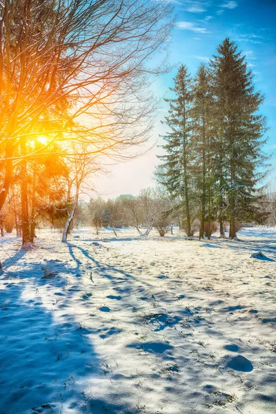 Sunlight Breaks Trees Winter Lots Snow Dramatic Sky — Stock Photo, Image