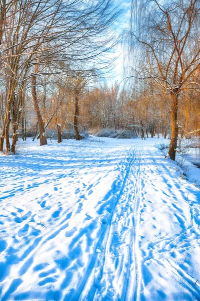 Luz Sol Rompe Árvores Inverno Muita Neve — Fotografia de Stock
