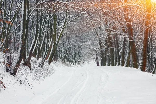 Stilte Een Winter Weg Het Bos Veel Sneeuw Winter — Stockfoto