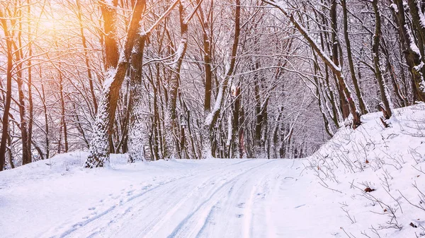 Silêncio Uma Estrada Inverno Floresta Muita Neve Inverno — Fotografia de Stock