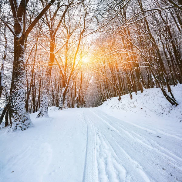 Silêncio Uma Estrada Inverno Floresta Muita Neve Inverno — Fotografia de Stock