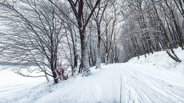 Stilte Een Winter Weg Het Bos Veel Sneeuw Winter — Stockfoto
