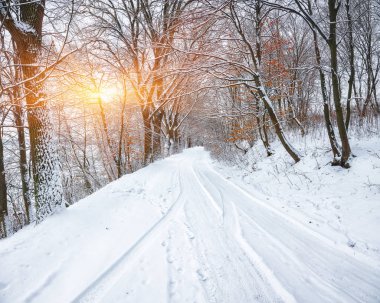 Sessizlik ormandaki bir kış yolda. Bol karlı kış zamanında