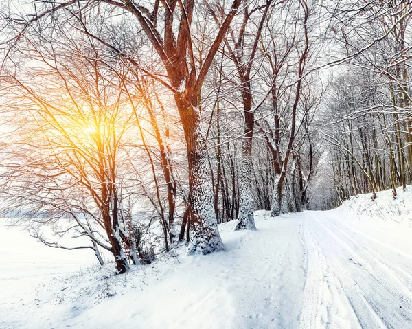 Silêncio Uma Estrada Inverno Floresta Muita Neve Inverno — Fotografia de Stock