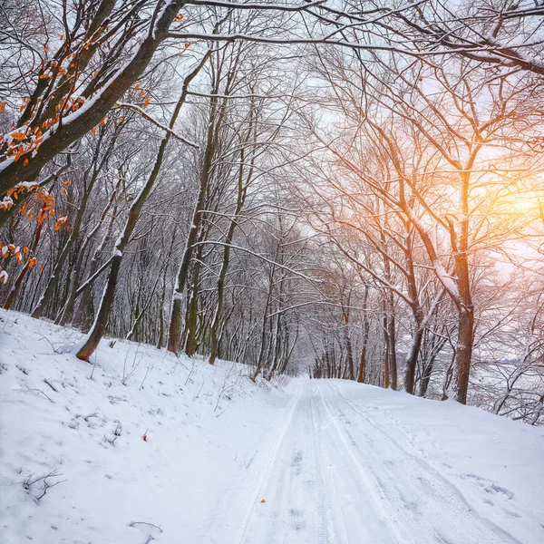 Silêncio Uma Estrada Inverno Floresta Muita Neve Inverno — Fotografia de Stock