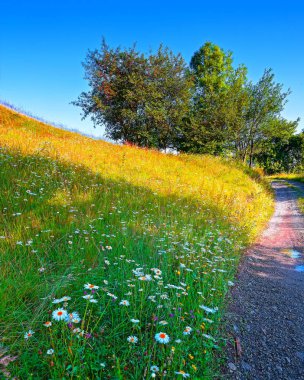 Görkemli kırsal manzara ormanlık tepeleri ve dağlarda otsu çayır ile. Yol için pitoresk Romen köy Cluj County Rogojel, Romanya, Europe