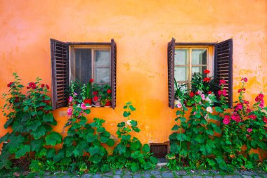 Turuncu cephe windows ve çiçeklerle Sighisoara şehir eski merkezine. Sighisoara, Transilvanya, Romanya, Europe