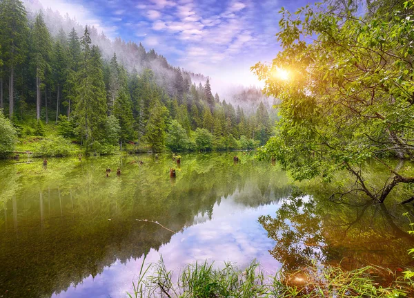 雄伟的夏季景观的山湖拉库勒罗苏或红湖或杀手湖 烂树干 从水中流出的原木 哈吉塔县 东喀尔巴泰人 罗马尼亚 — 图库照片