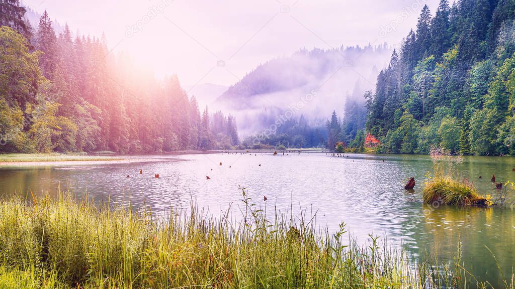 Majestic summer view of mountain lake Lacul Rosu or Red Lake or Killer Lake. Rotten tree trunks. Logs coming out of the water. Harghita County, Eastern Carpathians, Romania, Europe