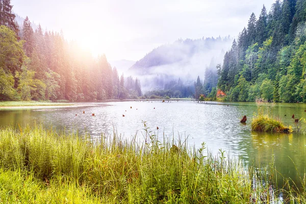 Majestic summer view of mountain lake Lacul Rosu or Red Lake or — Stock Photo, Image