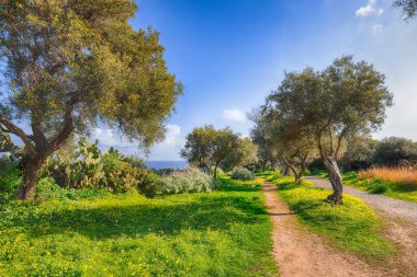 Gündüz Cape Milazzo'da çiçek açan zeytin bahçesi. 