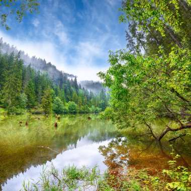 Dağ gölü Lacul Rosu veya Red Lake görkemli yaz görünümünü veya 
