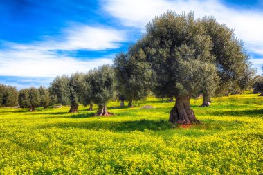 Birçok eski zeytin ağaçları ve sarı çiçek li meado ile plantasyon