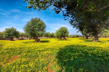 Birçok eski zeytin ağaçları ve sarı çiçek li meado ile plantasyon