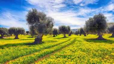 Birçok eski zeytin ağaçları ve sarı çiçek li meado ile plantasyon