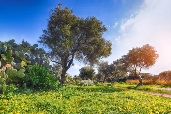 Blooming olive garden at Cape Milazzo during daytime — Stock Photo, Image