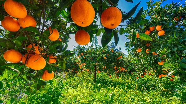 Reife Orangen am Baum im Orangengarten. — Stockfoto