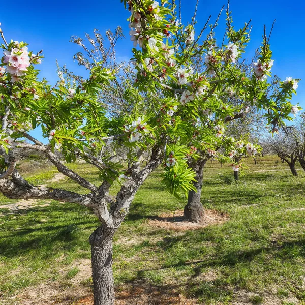 Hermosas flores de almendra blanca en rama de almendro en primavera I — Foto de Stock