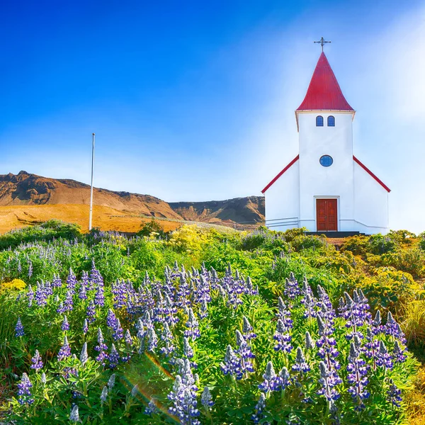 Esplêndida vista da igreja cristã Vikurkirkja em floração lupine — Fotografia de Stock