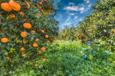 Portakal bahçesinde ağaç olgun portakal.