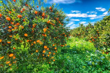 Portakal bahçesinde ağaç olgun portakal.