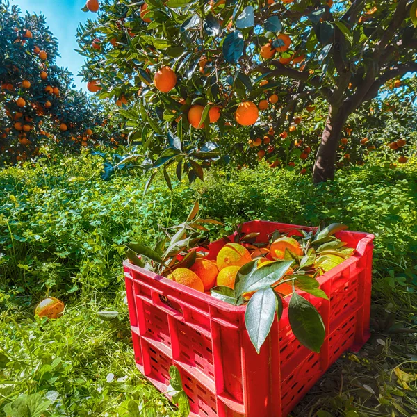 Cajas de fruta de plástico rojo llenas de naranjas por naranjos durante h —  Fotos de Stock