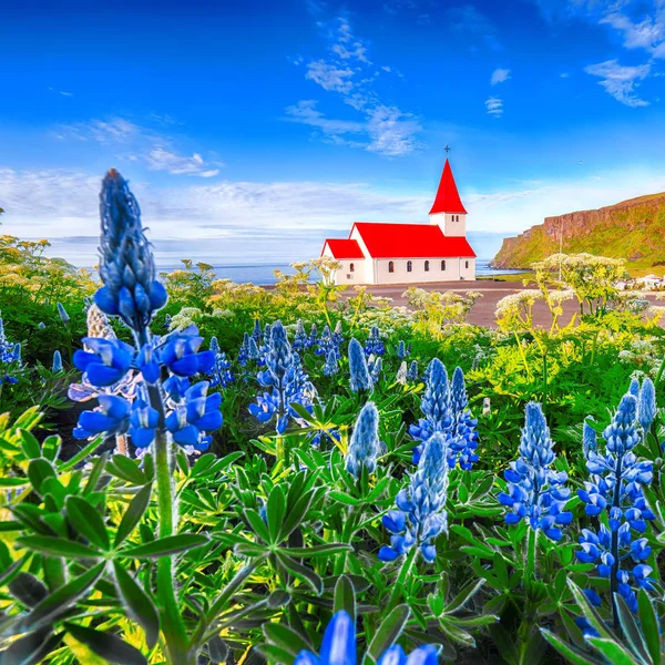 Fantastisk utsikt över Vikurkirkja kristna kyrkan i blommande Lupine — Stockfoto