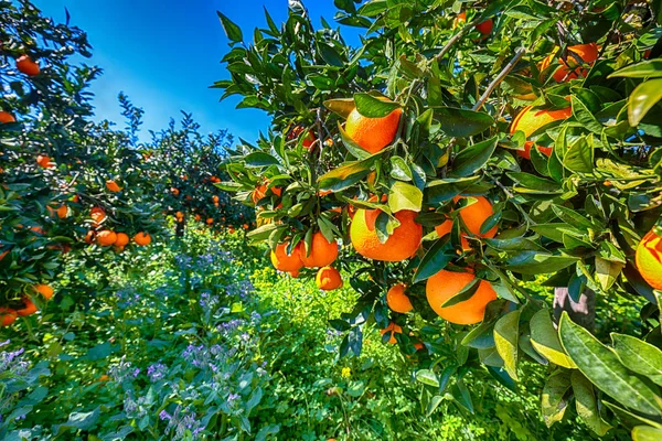 Arance mature su albero in giardino arancione . — Foto Stock