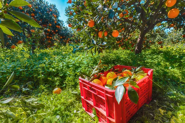 Cajas de fruta de plástico rojo llenas de naranjas por naranjos durante h —  Fotos de Stock