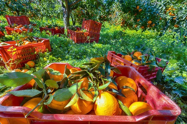 Czerwone plastikowe pudełka owocowe pełne pomarańczy przez drzewa pomarańczowe podczas h — Zdjęcie stockowe