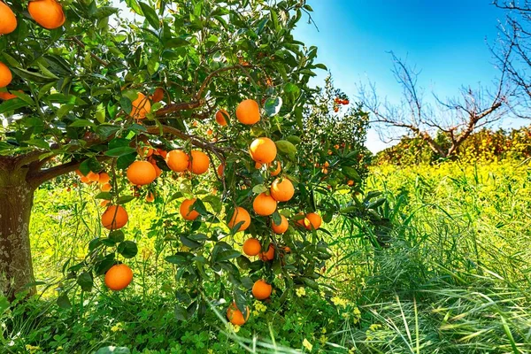 Dojrzałe pomarańcze na drzewie w oranżowym ogrodzie. — Zdjęcie stockowe