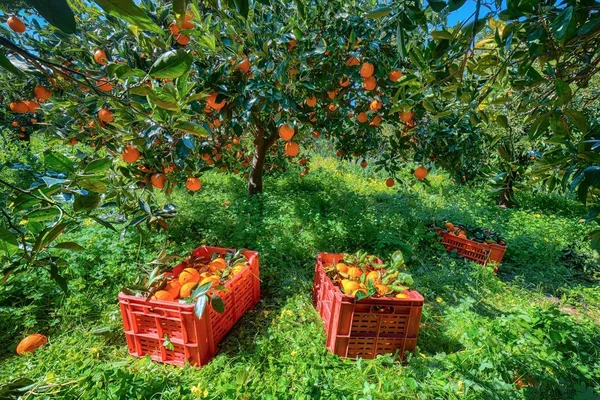 Red plastic fruit boxes full of oranges by orange trees during h — Stock Photo, Image