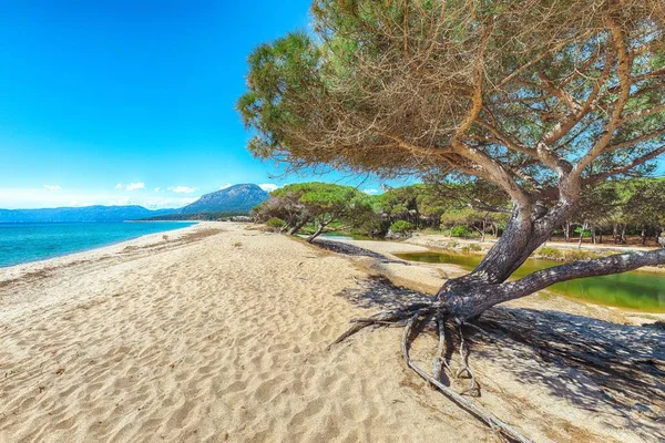 海洋松树和奥萨拉海滩在民族的壮丽景色 — 图库照片