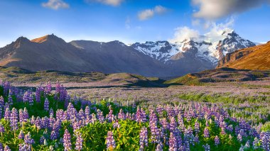 Çiçek açan lupine çiçek alanı ile tipik İzlanda manzara