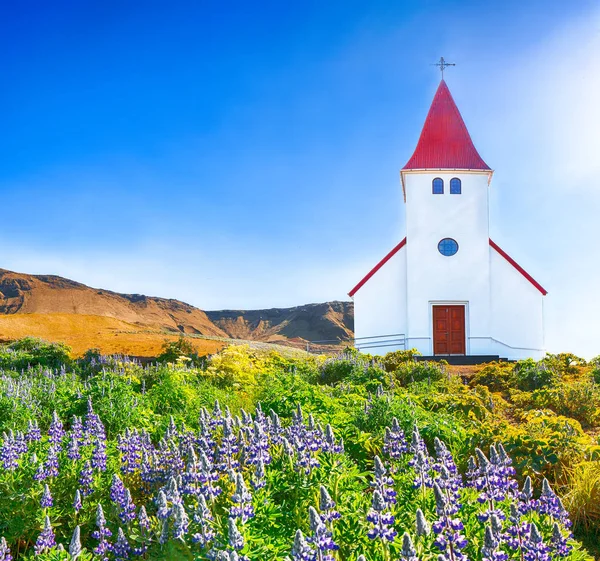 Splendida vista della chiesa cristiana Vikurkirkja in fioritura lupino — Foto Stock