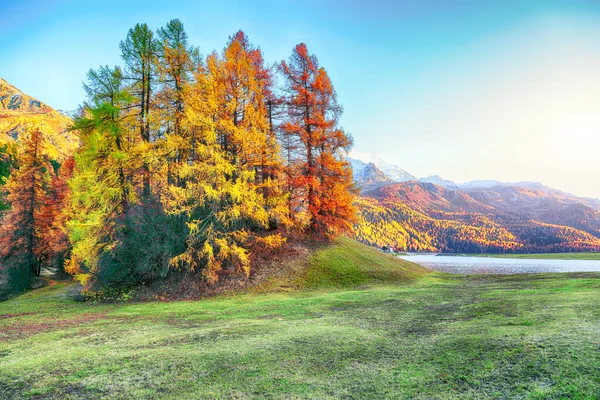 Spectacular Colorful Larchs Meadow Champfer Lake Location Silvaplana Maloya District — Stock Photo, Image