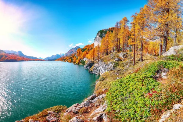 Picturesque Autumn Scene Swiss Alps Views Sils Lake Silsersee Colorful — Stock Photo, Image