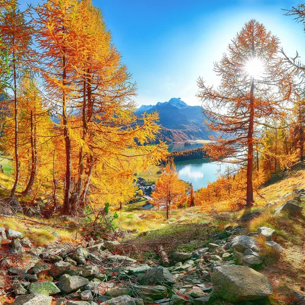 Fantastic Autumn Panorama Sils Engadin Segl Village Sils Lake Silsersee — Stock Photo, Image