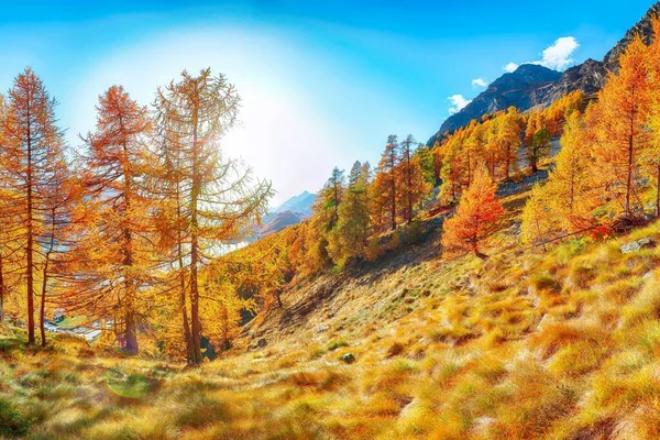 Dramatic Autumn Scene Sils Engadin Segl Village Location Sils Engadin — Stock Photo, Image