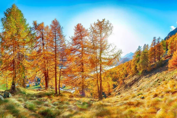 Fantástico Panorama Otoñal Sobre Sils Engadin Segl Pueblo Ubicación Sils — Foto de Stock