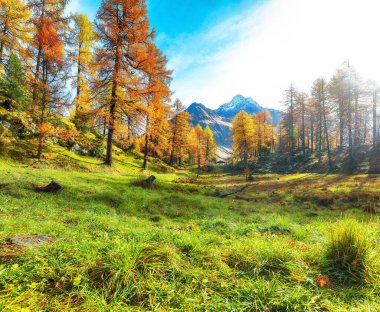 Maloja köyü yakınlarındaki İsviçre Alplerinde fantastik bir sonbahar sahnesi. İsviçre Alpleri 'nin renkli sonbahar sahnesi. Konum: Maloya, Engadine bölgesi, Grisons kantonu, İsviçre, Avrupa.