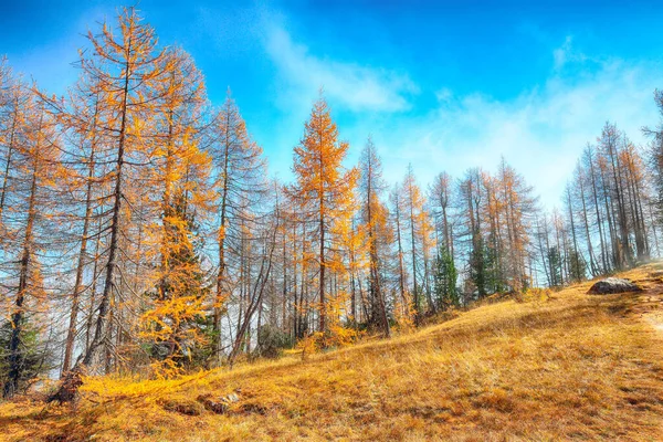 Paisaje Soleado Otoño Con Hermosos Alerces Dorados Las Montañas Caminata — Foto de Stock