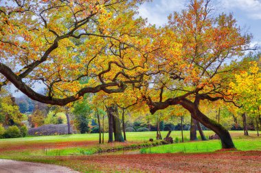 Amazing autumn landscape with old oak trees in Muskau Park. UNESCO World Heritage. Location: Bad Muskau, state of Saxony, Germany, Europe