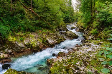 Slovenya 'daki Vintgar Vadisi' nden akan saf su akıntısı