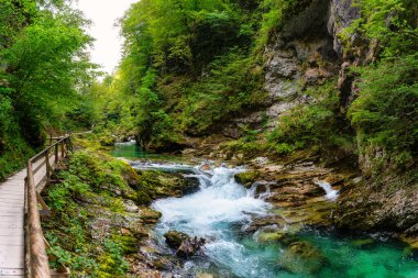Slovenya 'nın Vintgar Vadisi' nde nehir ve kayalarla güzel orman manzarası